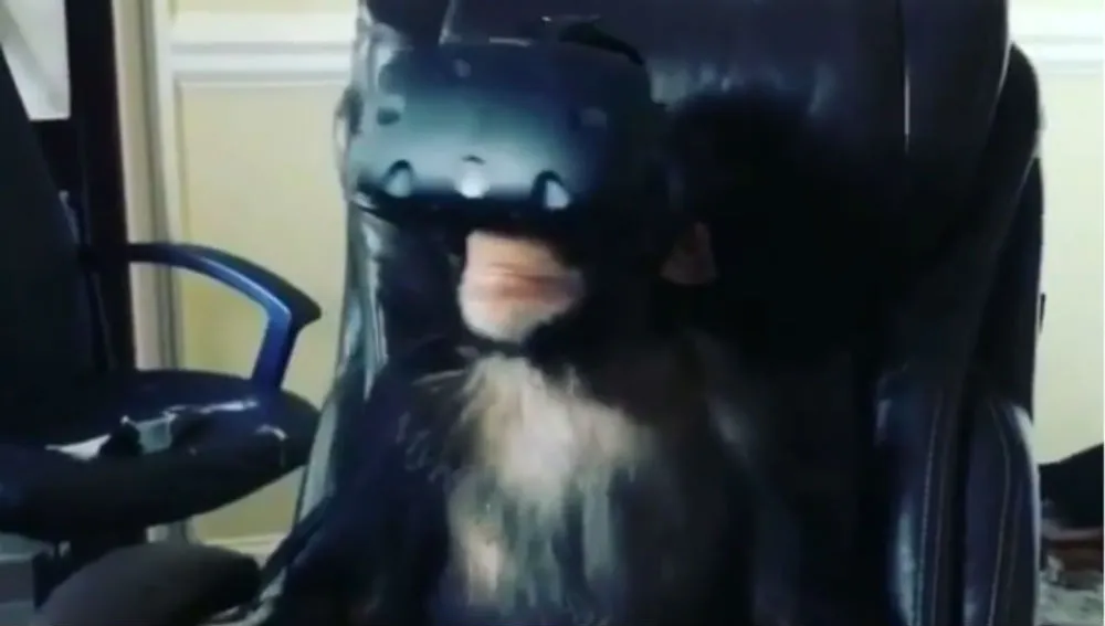 Watch A Chimp In The HTC Vive React Just Like We Do