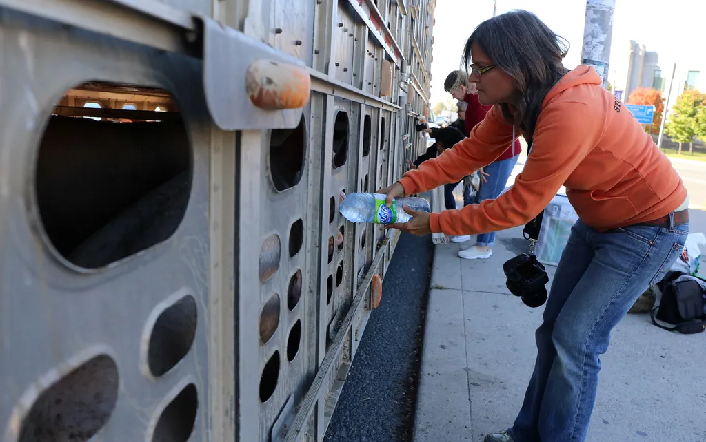 Lawyers Using VR To Save Animal Rights Activist's Bacon