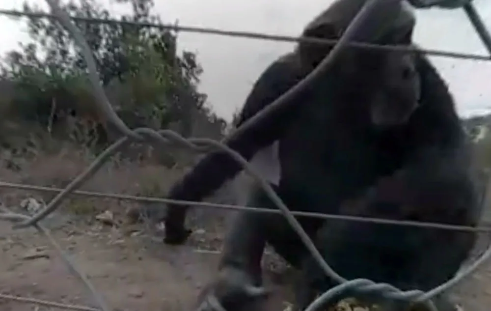 Watch As A Chimp Steals A 360-Degree Camera