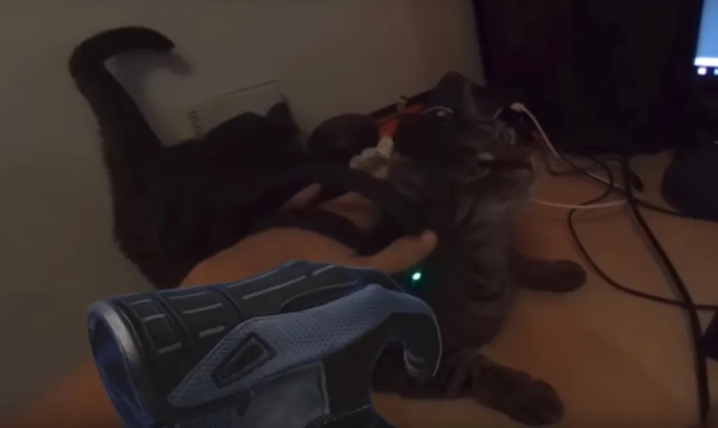 Dev Proves SteamVR's Knuckles Are Perfect For Petting Cats